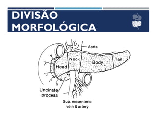 DIVISÃO
MORFOLÓGICA
 