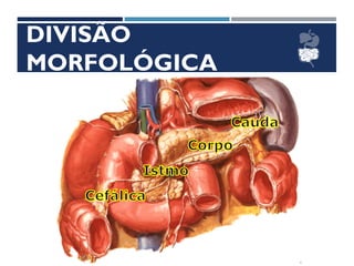 DIVISÃO
MORFOLÓGICA
 
