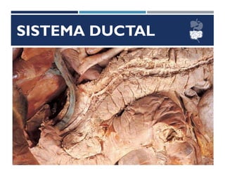 SISTEMA DUCTAL
 Ductos Pancreáticos
 