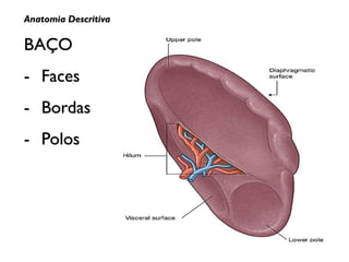 Anatomia Descritiva
BAÇO
- Faces
- Bordas
- Polos
 