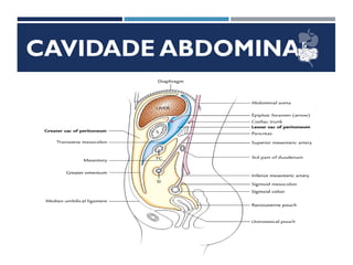 CAVIDADE ABDOMINAL
PERITÔNIO
 