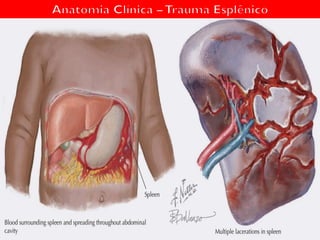 Anatomia do Sistema Digestório