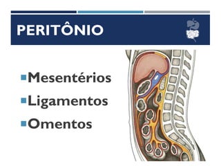 PERITÔNIO
Mesentérios
Ligamentos
Omentos
 