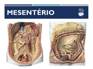 MESENTÉRIO
 