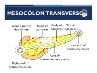 MESOCÓLONTRANSVERSO
 