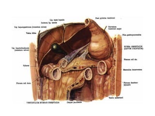 MESOCÓLONTRANSVERSO
 