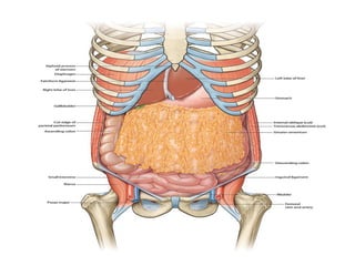 LIGAMENTOS & OMENTOS
 