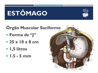 ESTÔMAGO
Órgão Muscular Saciforme
▪ Forma de “J”
▪ 25 x 10 x 8 cm
▪ 1,5 litros
▪ 1.5 - 5 mm
 