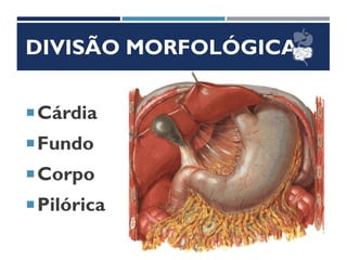 DIVISÃO MORFOLÓGICA
Cárdia
Fundo
Corpo
Pilórica
 