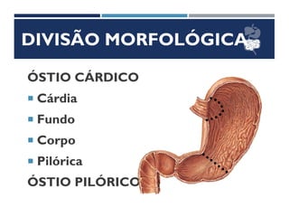 ÓSTIO CÁRDICO
 Cárdia
 Fundo
 Corpo
 Pilórica
ÓSTIO PILÓRICO
DIVISÃO MORFOLÓGICA
 