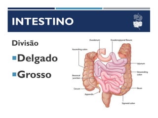 INTESTINO
Divisão
Delgado
Grosso
 