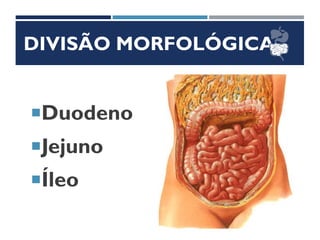 DIVISÃO MORFOLÓGICA
Duodeno
Jejuno
Íleo
 