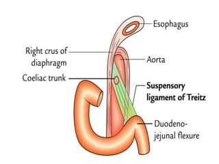 DUODENO
Extensão
 Piloro até Flexura Duodeno-Jejunal
 