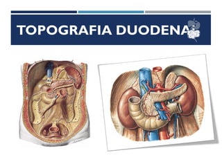 TOPOGRAFIA DUODENAL
 
