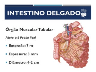INTESTINO DELGADO
Órgão MuscularTubular
Piloro até Papila Ileal
 Extensão: 7 m
 Espessura: 3 mm
 Diâmetro: 4-2 cm
 