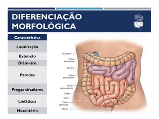 DIFERENCIAÇÃO
MORFOLÓGICA
Característica
Localização
Extensão
Diâmetro
Paredes
Pregas circulares
Linfáticos
Mesentério
 