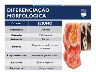 DIFERENCIAÇÃO
MORFOLÓGICA
Caracter JEJUNO ÍLEO
Localização Umbilical Hipogástrica e Pélvica
Extensão 2/5 Proximais 3/5 Distais
Diâmetro 3-4 cm 3-2 cm
Paredes
Espessas, vermelhas e mais
vasculares
Finas, rosa-pálida e menos
vasculares
Pregas circulares Aveludadas, grandes e altas Lisas, baixas e esparsas
Linfáticos Raros e menores Comuns e maiores
Mesentério Mais gorduroso Menos gorduroso
 