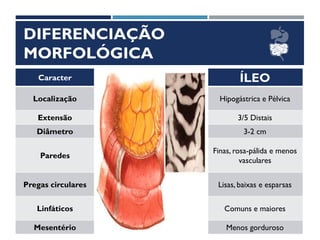 DIFERENCIAÇÃO
MORFOLÓGICA
Caracter JEJUNO ÍLEO
Localização Umbilical Hipogástrica e Pélvica
Extensão 2/5 Proximais 3/5 Distais
Diâmetro 3-4 cm 3-2 cm
Paredes
Espessas, vermelhas e mais
vasculares
Finas, rosa-pálida e menos
vasculares
Pregas circulares Aveludadas, grandes e altas Lisas, baixas e esparsas
Linfáticos Raros e menores Comuns e maiores
Mesentério Mais gorduroso Menos gorduroso
 