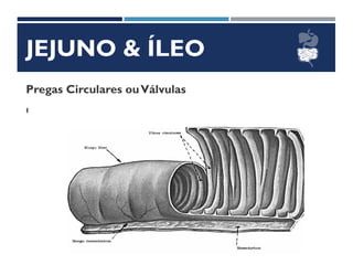 JEJUNO & ÍLEO
Pregas Circulares ouVálvulas
Coniventes
 