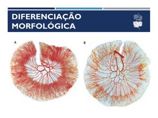 DIFERENCIAÇÃO
MORFOLÓGICA
 