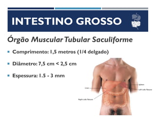 INTESTINO GROSSO
Órgão MuscularTubular Saculiforme
 Comprimento: 1,5 metros (1/4 delgado)
 Diâmetro: 7,5 cm < 2,5 cm
 Espessura: 1.5 - 3 mm
 
