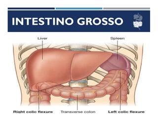 INTESTINO GROSSO
Ceco
Ascendente
Transverso
Descendente
Reto-Sigmoide
 