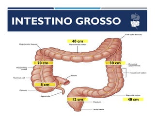 INTESTINO GROSSO
8 cm
20 cm
40 cm
30 cm
40 cm12 cm
 