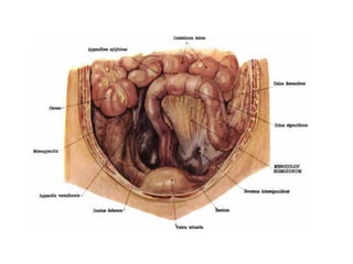 INTESTINO GROSSO
 