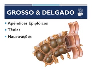 GROSSO & DELGADO
 Apêndices Epiplóicos
 Tênias
 Haustrações
 