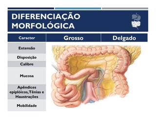 DIFERENCIAÇÃO
MORFOLÓGICA
Caracter Grosso Delgado
Extensão 1,5 m (15%) 5 m (65%)
Disposição Moldura Quadro
Calibre Maior Menor
Mucosa Lisa e sem vilos Aveludada e com vilos
Apêndices
epiplóicos,Tênias e
Haustrações
Presentes Ausentes
Mobilidade Menor Maior
 