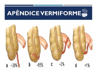 APÊNDICEVERMIFORME
 Tubuliforme
 10 x 1,5 cm
 Retrocecal
 