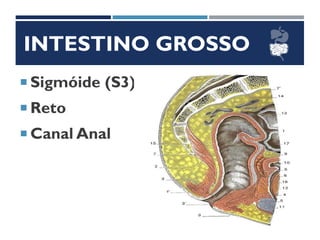 INTESTINO GROSSO
 Sigmóide (S3)
 Reto
 Canal Anal
 