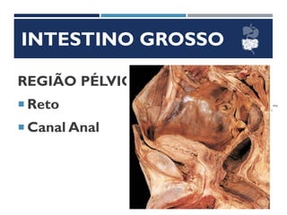 INTESTINO GROSSO
REGIÃO PÉLVICA
 Reto
 Canal Anal
 