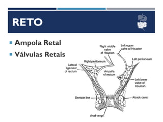 RETO
 Ampola Retal
 Válvulas Retais
 