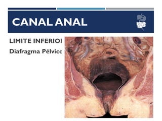 CANAL ANAL
LIMITE INFERIOR
Diafragma Pélvico
 