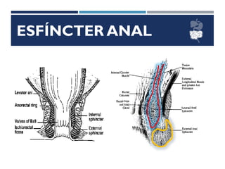 ESFÍNCTER ANAL
 