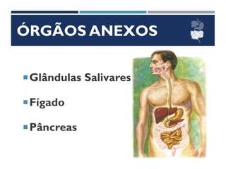 ÓRGÃOS ANEXOS
Glândulas Salivares
Fígado
Pâncreas
 