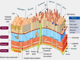 DIVISÃO
Canal Alimentar
Órgãos Anexos
 