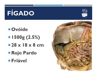 FÍGADO
 Ovóide
 1500g (2.5%)
 28 x 18 x 8 cm
 Rojo Pardo
 Friável
 