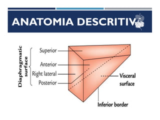 ANATOMIA DESCRITIVA
Lobos
Faces
 