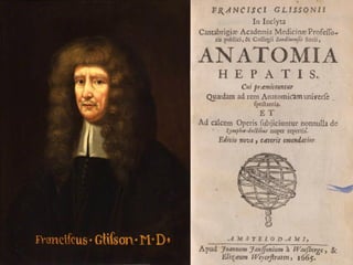 Fígado
- Cápsula Hepática
 