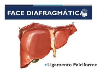 FACE DIAFRAGMÁTICA
Ligamento Falciforme
 