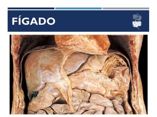 FÍGADO
 