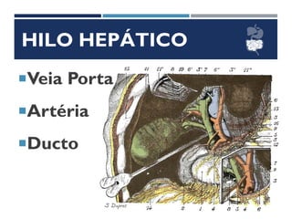 HILO HEPÁTICO
Veia Porta
Artéria
Ducto
 