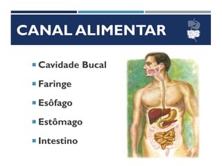 CANAL ALIMENTAR
 Cavidade Bucal
 Faringe
 Esôfago
 Estômago
 Intestino
 