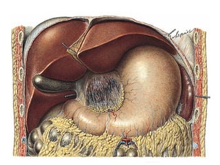 VIAS BILIARES
Ductos Hepático
Vesícula Biliar
Colédoco
 