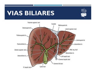 VIAS BILIARES
 