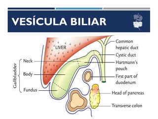 VESÍCULA BILIAR
 
