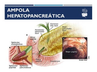 AMPOLA
HEPATOPANCREÁTICA
 Colédoco
 Ducto Pancreático
 