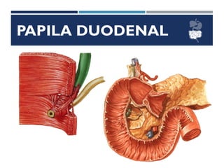 PAPILA DUODENAL
 